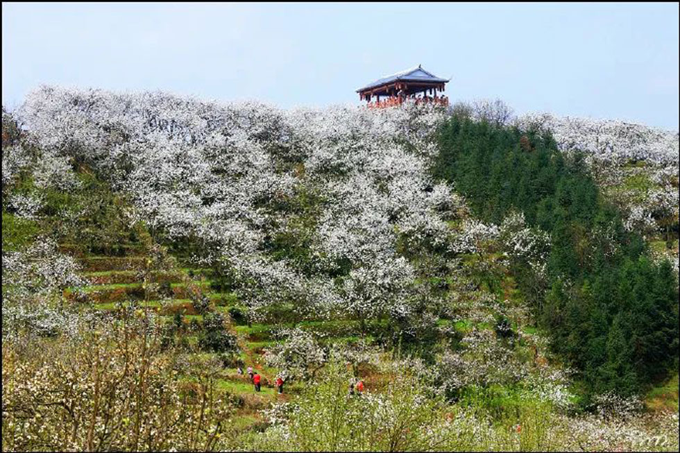 【春天，广西桂林灌阳县向您发出邀请！】我们在灌阳看梨花 - 游山玩水 - 三明生活社区 - 三明28生活网 sm.28life.net