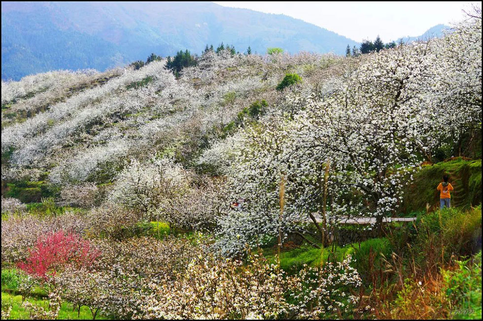 【春天，广西桂林灌阳县向您发出邀请！】我们在灌阳看梨花 - 游山玩水 - 三明生活社区 - 三明28生活网 sm.28life.net