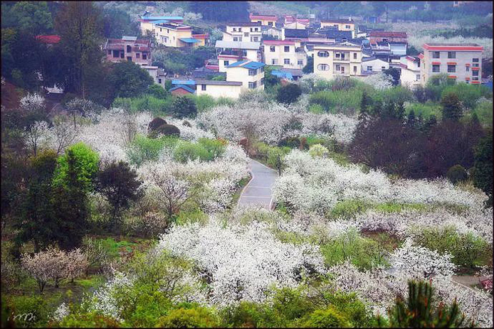 【春天，广西桂林灌阳县向您发出邀请！】我们在灌阳看梨花 - 游山玩水 - 三明生活社区 - 三明28生活网 sm.28life.net