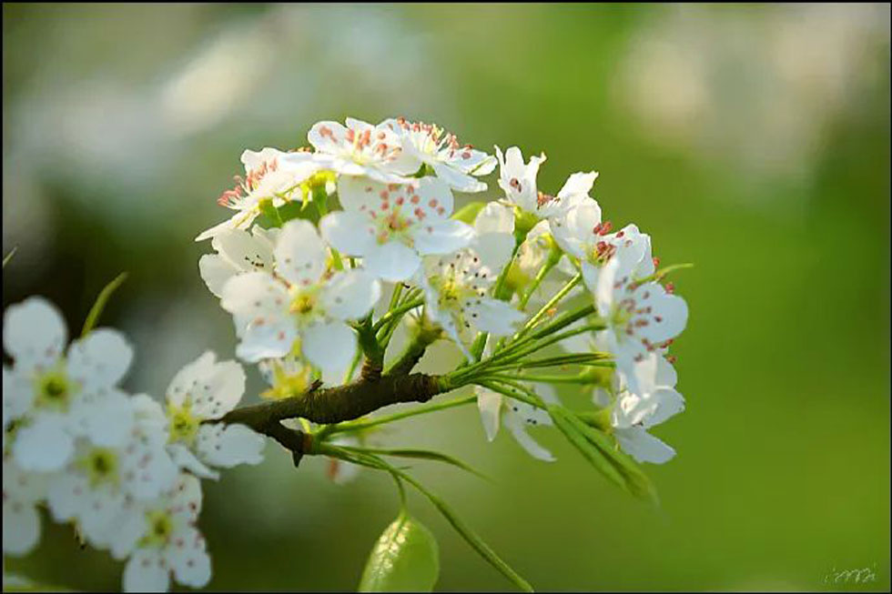 【春天，广西桂林灌阳县向您发出邀请！】我们在灌阳看梨花 - 游山玩水 - 三明生活社区 - 三明28生活网 sm.28life.net