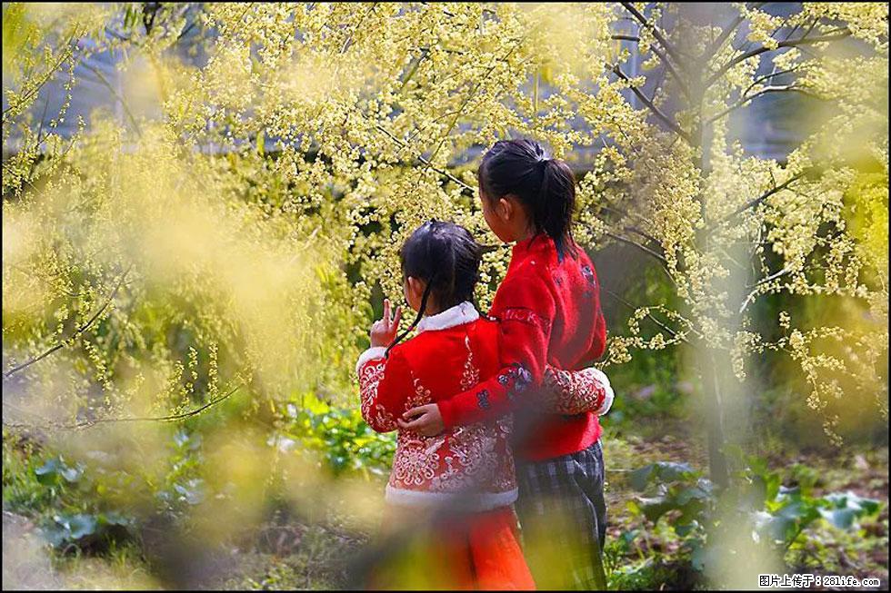 【春天，广西桂林灌阳县向您发出邀请！】米珠山前有片山苍子花在飘香 - 游山玩水 - 三明生活社区 - 三明28生活网 sm.28life.net