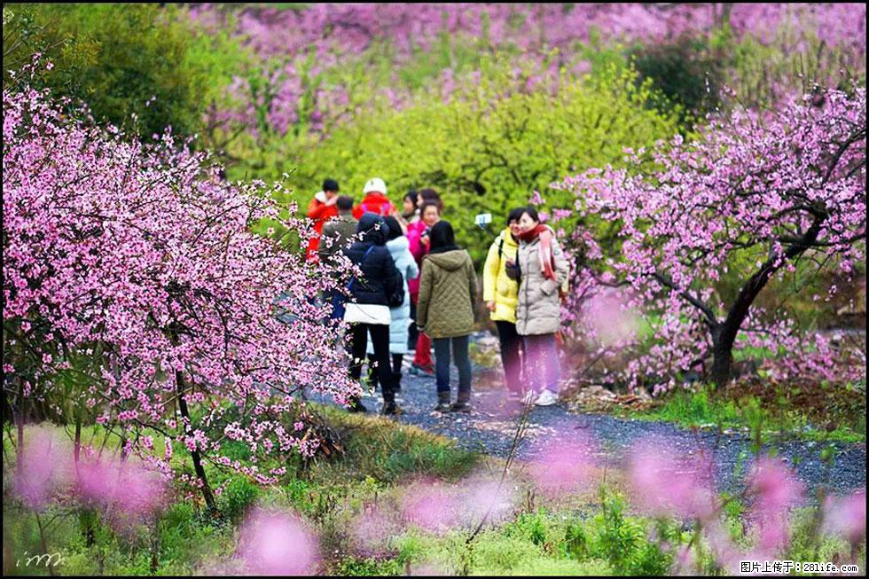 【春天，广西桂林灌阳县向您发出邀请！】官庄村有个醉美的桃花园 - 游山玩水 - 三明生活社区 - 三明28生活网 sm.28life.net
