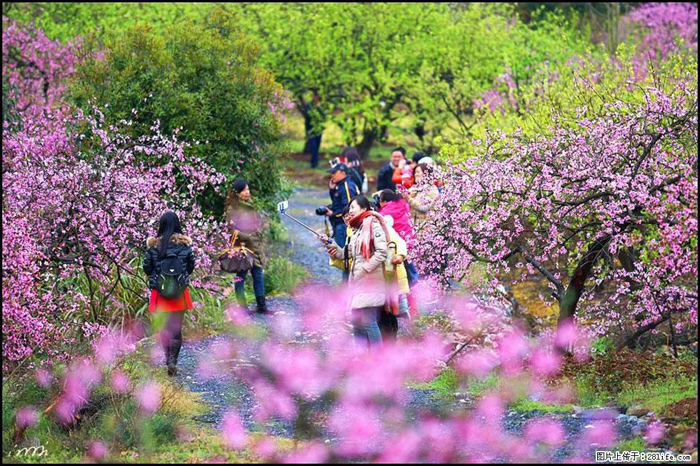 【春天，广西桂林灌阳县向您发出邀请！】官庄村有个醉美的桃花园 - 游山玩水 - 三明生活社区 - 三明28生活网 sm.28life.net