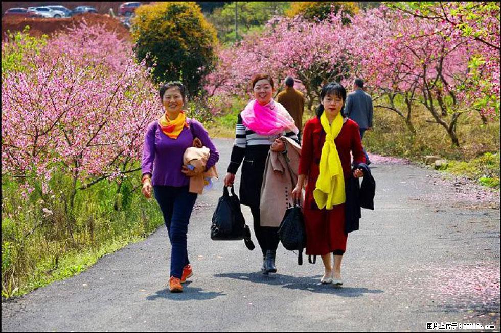 【春天，广西桂林灌阳县向您发出邀请！】官庄村有个醉美的桃花园 - 游山玩水 - 三明生活社区 - 三明28生活网 sm.28life.net