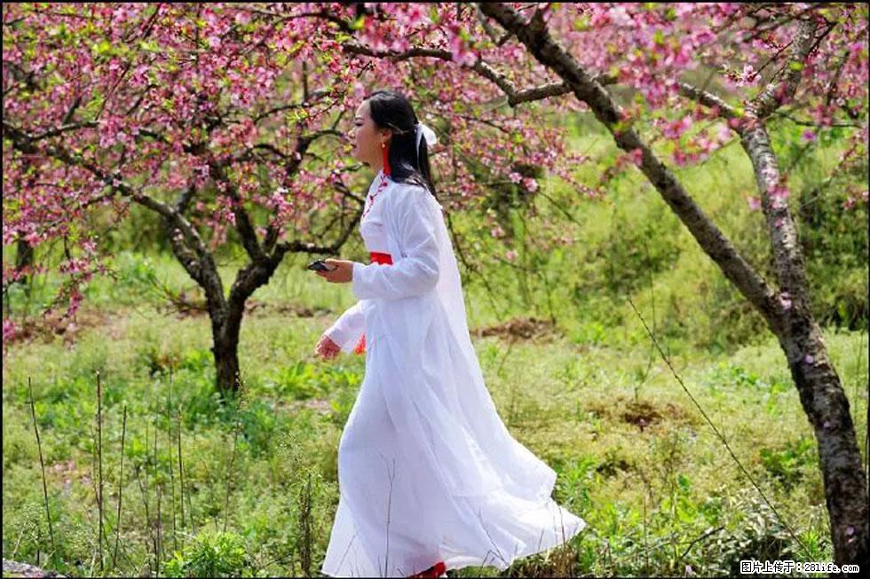 【春天，广西桂林灌阳县向您发出邀请！】官庄村有个醉美的桃花园 - 游山玩水 - 三明生活社区 - 三明28生活网 sm.28life.net