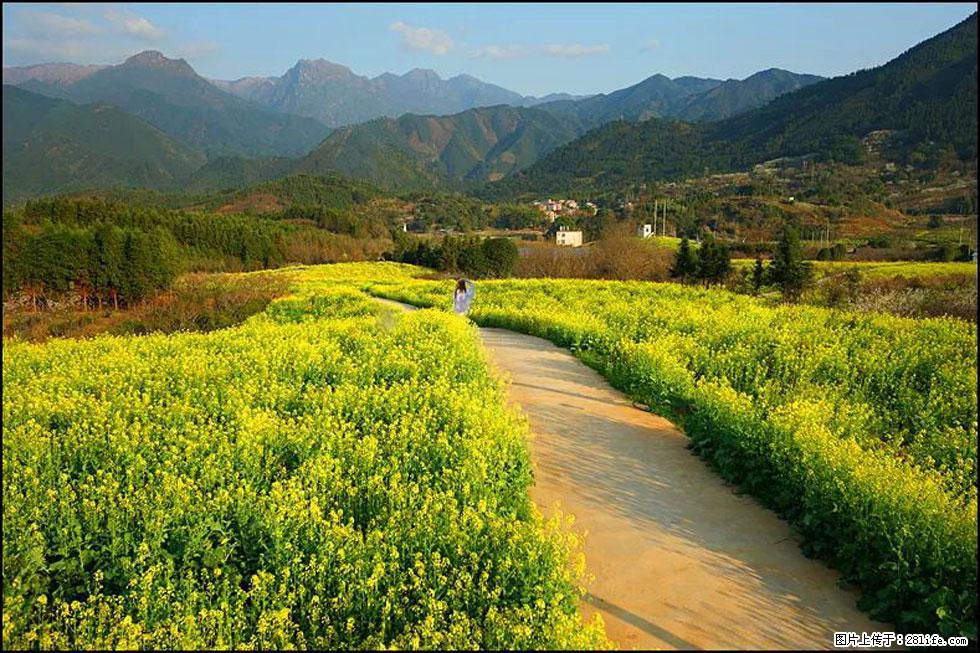【春天，广西桂林灌阳县向您发出邀请！】长坪村油菜盛情花开 - 游山玩水 - 三明生活社区 - 三明28生活网 sm.28life.net