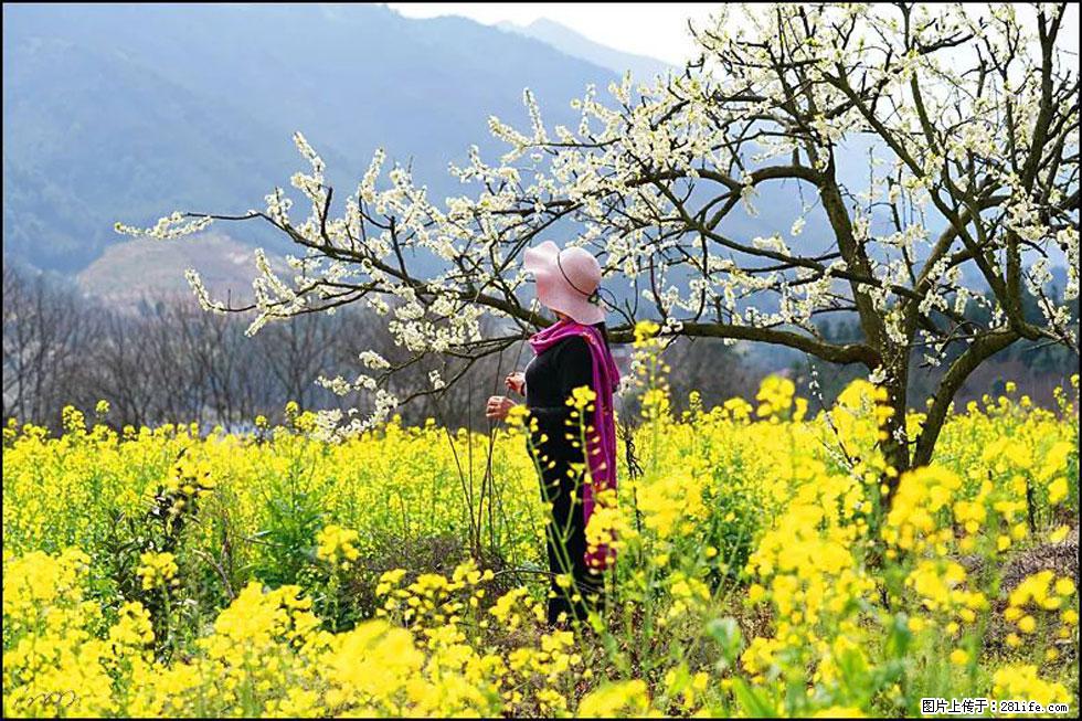 【春天，广西桂林灌阳县向您发出邀请！】长坪村油菜盛情花开 - 游山玩水 - 三明生活社区 - 三明28生活网 sm.28life.net