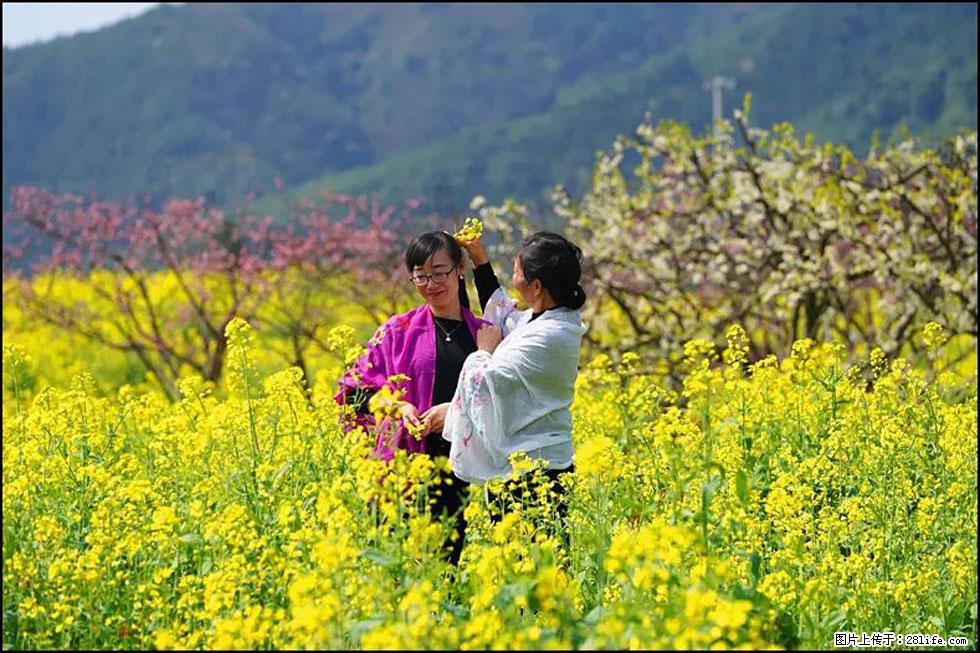 【春天，广西桂林灌阳县向您发出邀请！】长坪村油菜盛情花开 - 游山玩水 - 三明生活社区 - 三明28生活网 sm.28life.net