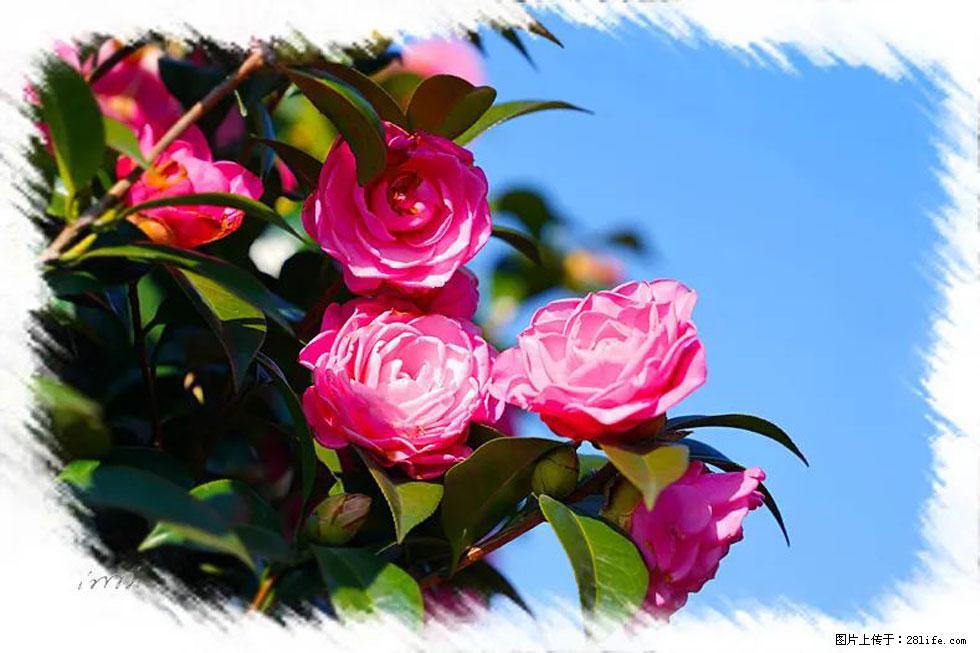 【春天，广西桂林灌阳县向您发出邀请！】杨柳井茶花惹人爱 - 游山玩水 - 三明生活社区 - 三明28生活网 sm.28life.net
