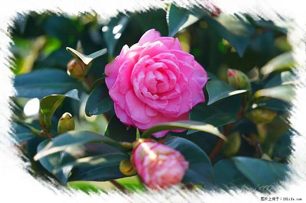 【春天，广西桂林灌阳县向您发出邀请！】杨柳井茶花惹人爱 - 游山玩水 - 三明生活社区 - 三明28生活网 sm.28life.net