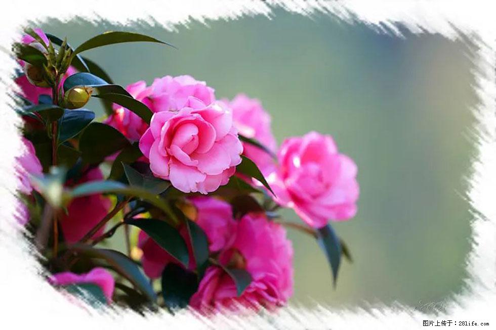 【春天，广西桂林灌阳县向您发出邀请！】杨柳井茶花惹人爱 - 游山玩水 - 三明生活社区 - 三明28生活网 sm.28life.net