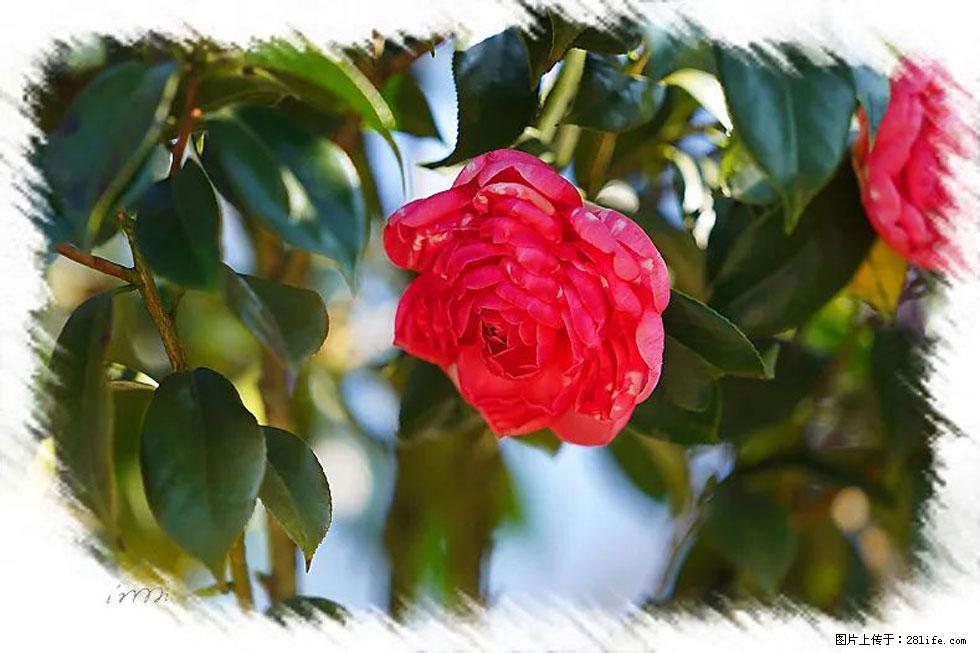 【春天，广西桂林灌阳县向您发出邀请！】杨柳井茶花惹人爱 - 游山玩水 - 三明生活社区 - 三明28生活网 sm.28life.net