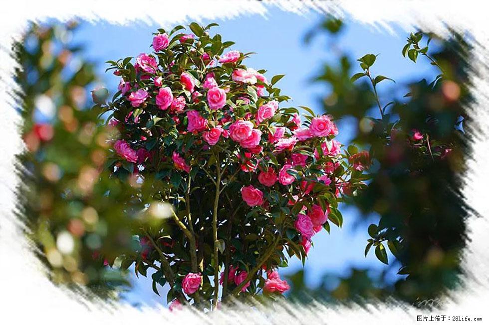 【春天，广西桂林灌阳县向您发出邀请！】杨柳井茶花惹人爱 - 游山玩水 - 三明生活社区 - 三明28生活网 sm.28life.net