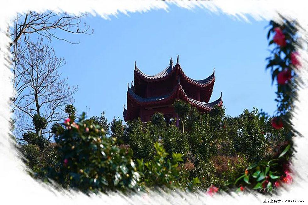 【春天，广西桂林灌阳县向您发出邀请！】杨柳井茶花惹人爱 - 游山玩水 - 三明生活社区 - 三明28生活网 sm.28life.net