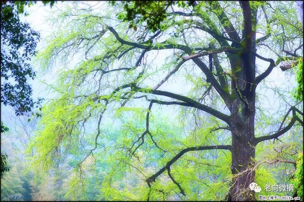 【春天，广西桂林灌阳县向您发出邀请！】在小龙村与春天约会 - 游山玩水 - 三明生活社区 - 三明28生活网 sm.28life.net