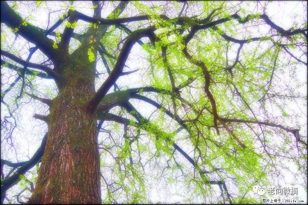 【春天，广西桂林灌阳县向您发出邀请！】在小龙村与春天约会 - 游山玩水 - 三明生活社区 - 三明28生活网 sm.28life.net