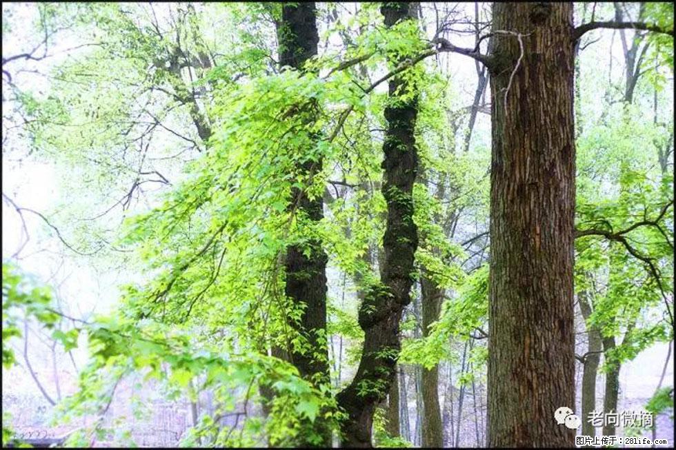 【春天，广西桂林灌阳县向您发出邀请！】在小龙村与春天约会 - 游山玩水 - 三明生活社区 - 三明28生活网 sm.28life.net