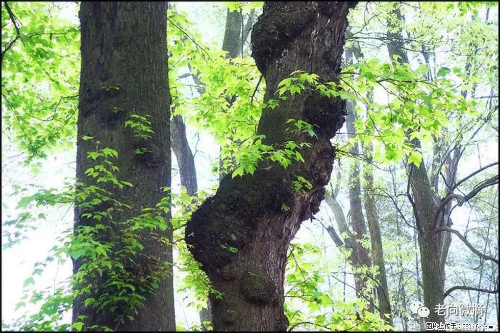 【春天，广西桂林灌阳县向您发出邀请！】在小龙村与春天约会 - 游山玩水 - 三明生活社区 - 三明28生活网 sm.28life.net