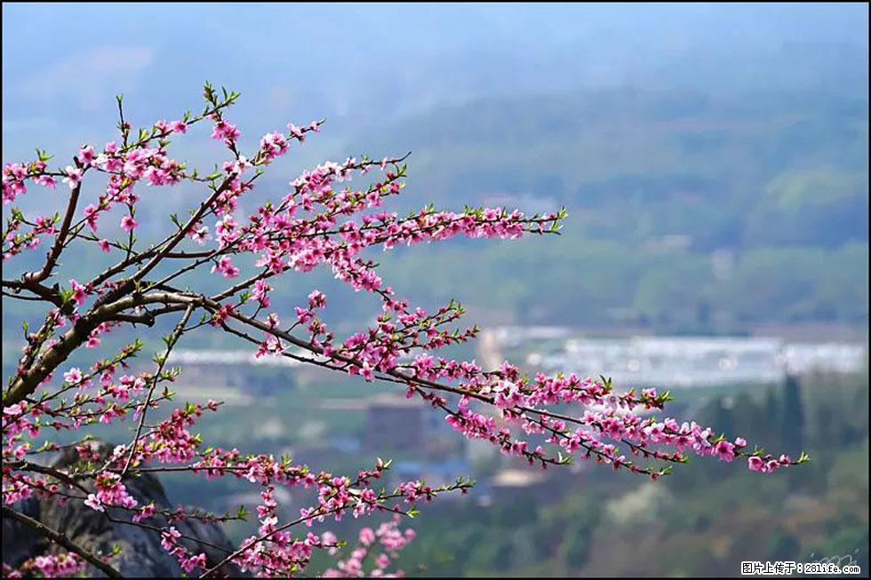 【春天，广西桂林灌阳县向您发出邀请！】望月岭上桃花开 - 游山玩水 - 三明生活社区 - 三明28生活网 sm.28life.net