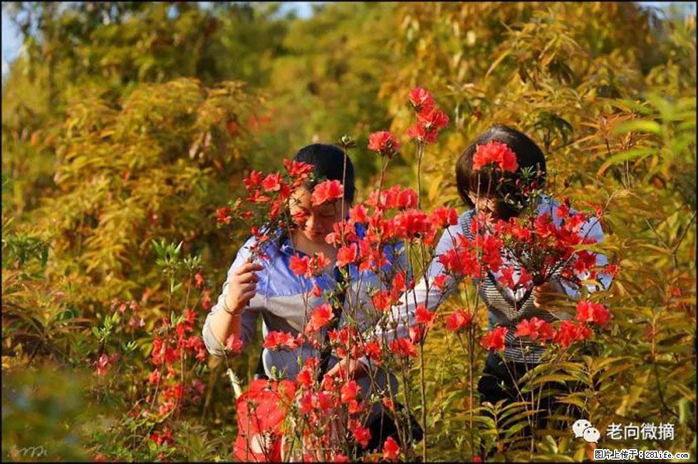 【春天，广西桂林灌阳县向您发出邀请！】登麒麟山，相约映山红 - 游山玩水 - 三明生活社区 - 三明28生活网 sm.28life.net