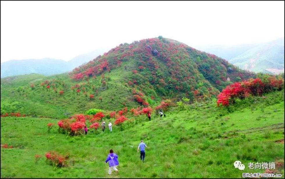【春天，广西桂林灌阳县向您发出邀请！】宝盖山上映山红 - 游山玩水 - 三明生活社区 - 三明28生活网 sm.28life.net