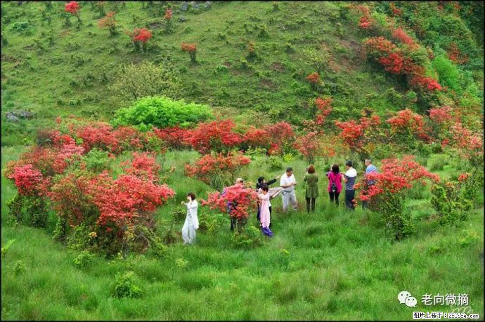 【春天，广西桂林灌阳县向您发出邀请！】宝盖山上映山红 - 游山玩水 - 三明生活社区 - 三明28生活网 sm.28life.net