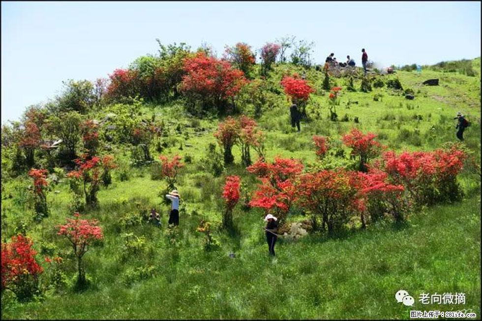 【春天，广西桂林灌阳县向您发出邀请！】宝盖山上映山红 - 游山玩水 - 三明生活社区 - 三明28生活网 sm.28life.net