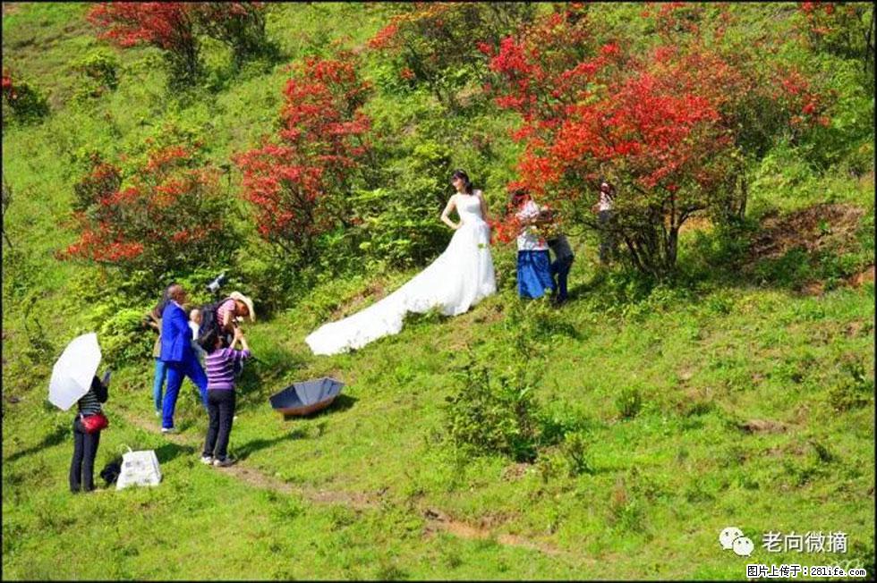 【春天，广西桂林灌阳县向您发出邀请！】宝盖山上映山红 - 游山玩水 - 三明生活社区 - 三明28生活网 sm.28life.net