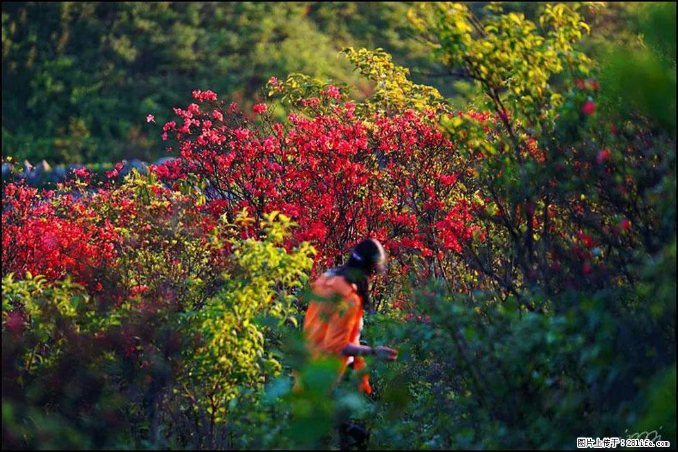 【春天，广西桂林灌阳县向您发出邀请！】春木界上映山红 - 游山玩水 - 三明生活社区 - 三明28生活网 sm.28life.net