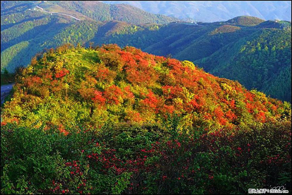 【春天，广西桂林灌阳县向您发出邀请！】春木界上映山红 - 游山玩水 - 三明生活社区 - 三明28生活网 sm.28life.net