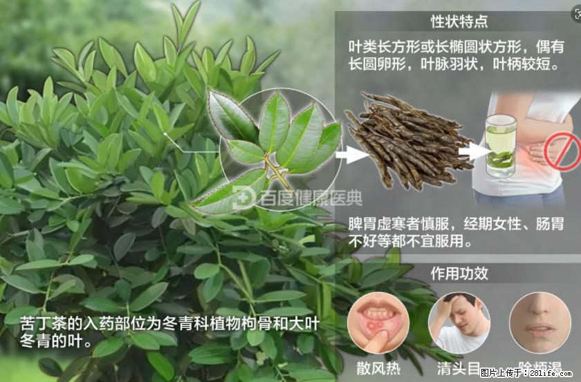 苦丁茶有哪些功效和作用 - 生活百科 - 三明生活社区 - 三明28生活网 sm.28life.net