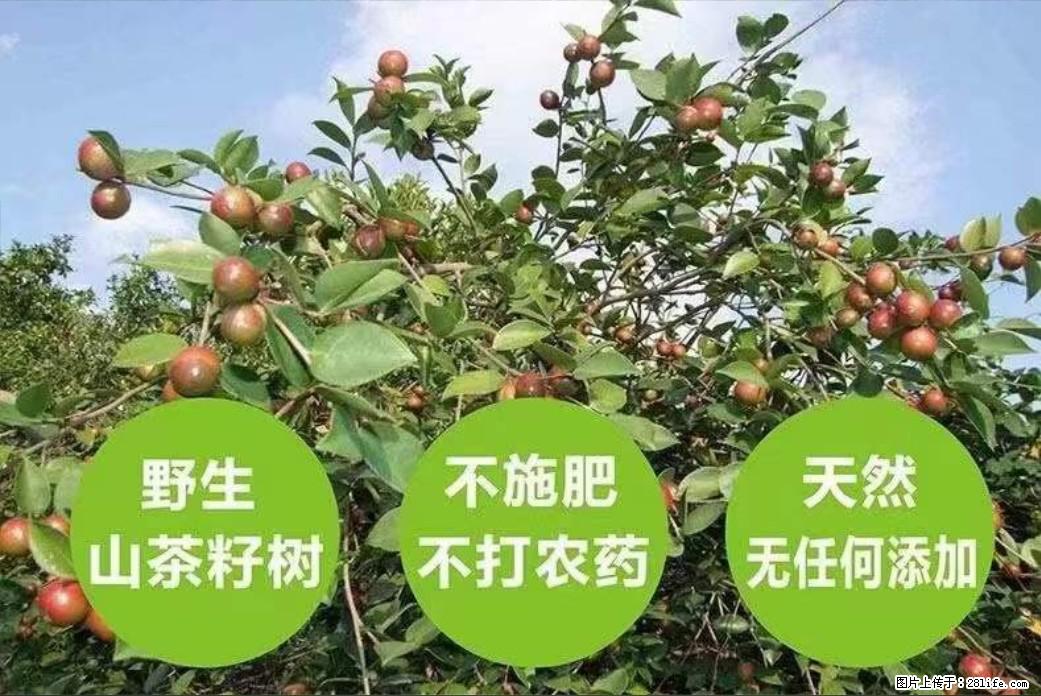 【灌阳县油茶产业示范区】一个有着充实的精神生活的人，对待身外之物自会有一种淡泊的态度 - 美食天地 - 三明生活社区 - 三明28生活网 sm.28life.net