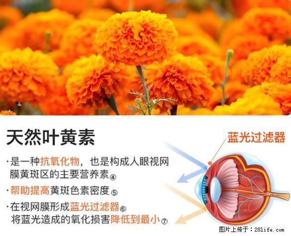 叶黄素有什么功效和作用 - 生活百科 - 三明生活社区 - 三明28生活网 sm.28life.net