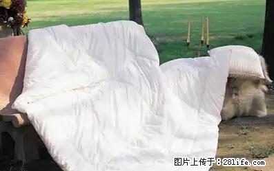 被子有异味？只要这样做，比晒太阳还强100倍！ - 家居生活 - 三明生活社区 - 三明28生活网 sm.28life.net