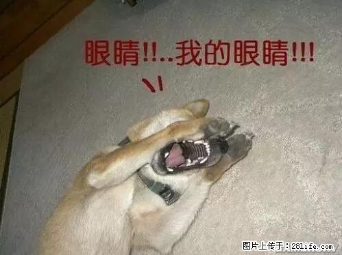 笑癫了！一女的怀孕三年未生，他终于忍不住了... - 娱乐八卦 - 三明生活社区 - 三明28生活网 sm.28life.net