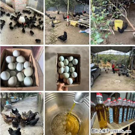 油茶园从小鸡仔开始养起的纯土鸡、土鸡蛋可以预定啦！还有前几天刚榨的纯山茶油哦 - 美食天地 - 三明生活社区 - 三明28生活网 sm.28life.net