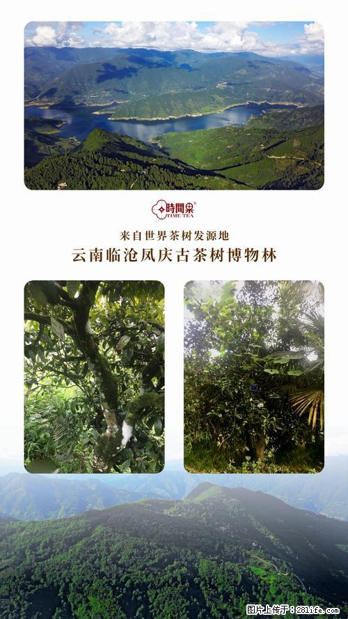 时间果百年古树2025年春红茶 - 购物交流 - 三明生活社区 - 三明28生活网 sm.28life.net