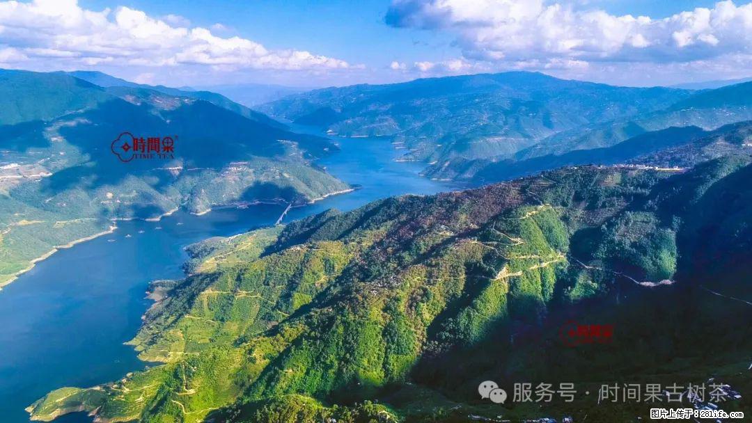 时间果百年古树龙珠普洱生茶 - 购物交流 - 三明生活社区 - 三明28生活网 sm.28life.net