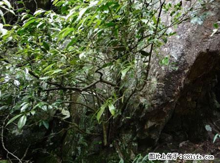 平乐石崖茶，珍贵仅次于金花茶 - 三明生活资讯 - 三明28生活网 sm.28life.net