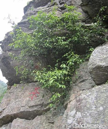 平乐石崖茶，珍贵仅次于金花茶 - 三明生活资讯 - 三明28生活网 sm.28life.net