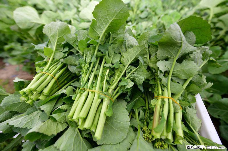 这些蔬菜是“天然钙片”，这6种被医生重点推荐 - 三明生活资讯 - 三明28生活网 sm.28life.net
